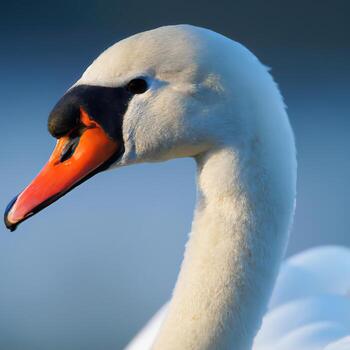Mute Swan, bokeh background premium photo