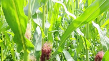 View of a tall field with corn plant in sun and clouds. video