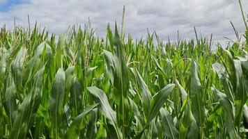 View of a tall field with corn plant in sun and clouds. video