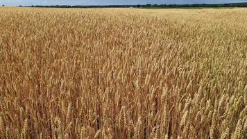 Draufsicht über ein Roggenfeld bei gutem Wetter. video