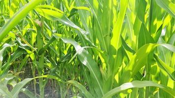 View of a tall field with corn plant in sun and clouds. video