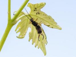 earwig insect Forficula auricularia on a leaf photo