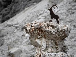 steinbock silhouette in tofane dolomites mountains panorama photo