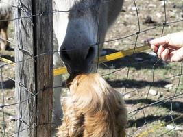 sad donkey prisoner in a cage metts a dog english cocker spaniel photo