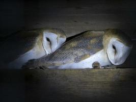 barn owl bird of prey close up portrait photo