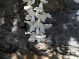 white wisteria hanging from pergola photo