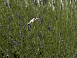 mariposa colorida macaon en lavanda foto