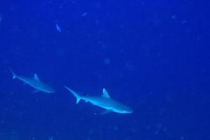 white tip reef shark ready to attack underwater photo