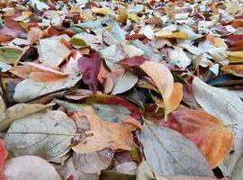 alfombra de hojas de follaje en otoño foto