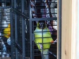 Parrot in a cage photo