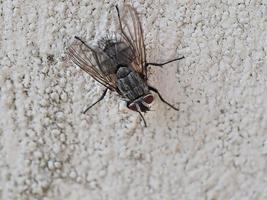 etye detail of fly macro close up portrait isolated on white photo