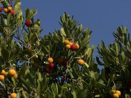 Strawberry fruit tree in Liguria, Italy photo