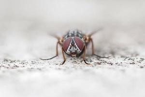 etye detail of fly macro close up portrait isolated on white photo