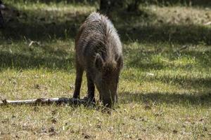 wild boar portrait in the forest in summer photo