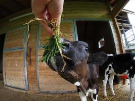 young cow veal calf eating grass from human hand photo