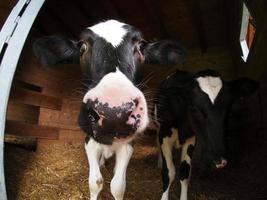 ternera vaca joven comiendo hierba de la mano humana foto