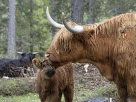 Highlander scotland hairy cow mother and baby newborn calf photo