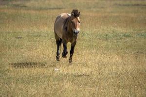 przewalski horse portrait in summer photo