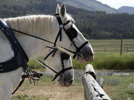 draft working horse close up detail photo