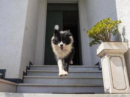 young border collie dog portrait photo