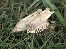 huesos de esqueleto de gamos comidos por wold y cubiertos por gusanos foto
