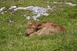 just born baby Cow relaxing in dolomites photo