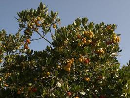 Strawberry fruit tree in Liguria, Italy photo