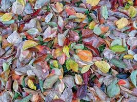 alfombra de hojas de follaje en otoño foto