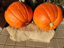 Giant pumpkin ready for Halloween photo