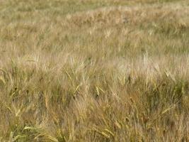 ukraine wheat field ready to harvest photo