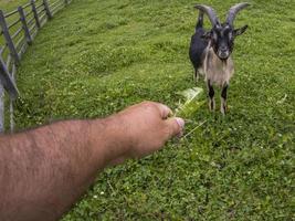 goat eating grass from human hand photo