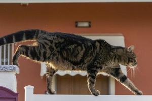 retrato de gato de cerca mirándote desde la valla foto