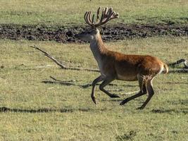 European deer portrait in summer while running photo