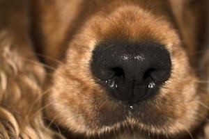 dog nose close up macro cocker spaniel photo