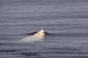 Retrato de primer plano de ballena picuda cuvier albino blanco foto