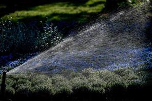 Watering flowers and plants detail of water drops photo