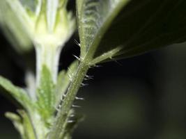 Nettle leaf detail close up photo