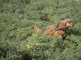 perro feliz cocker spainel en el campo de hierba verde foto