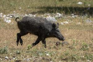 wild boar portrait in the forest in summer photo