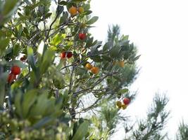 Strawberry fruit tree in Liguria, Italy photo