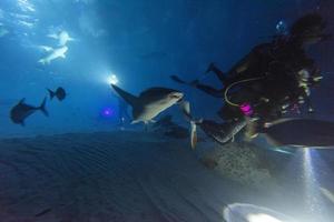 diving in shark infested water at night on alimatha maldives site photo