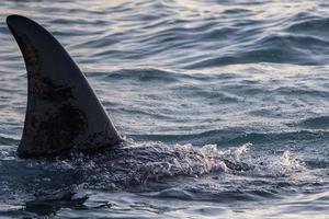 orca orca en el mar mediterráneo al atardecer procedente de islandia foto