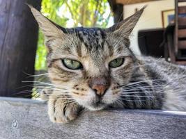 Cat on polynesian beach photo