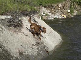 cachorro perro joven cocker spaniel inglés mientras está en el agua foto