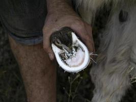 Blacksmith shoeing a donkey and cleaning hoof photo