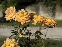 Rare rose flower at cultivation garden species Amber Flush photo