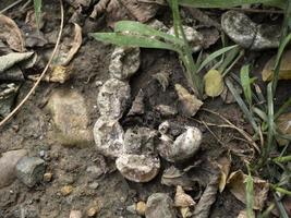 Snake eggs of a dead body skeleton in a field photo