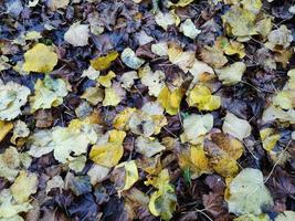 alfombra de hojas de follaje en otoño foto