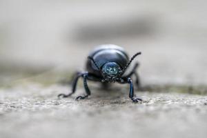 timarcha blue eyes bug beatle macro photo