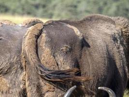 European bison portrait in summer photo